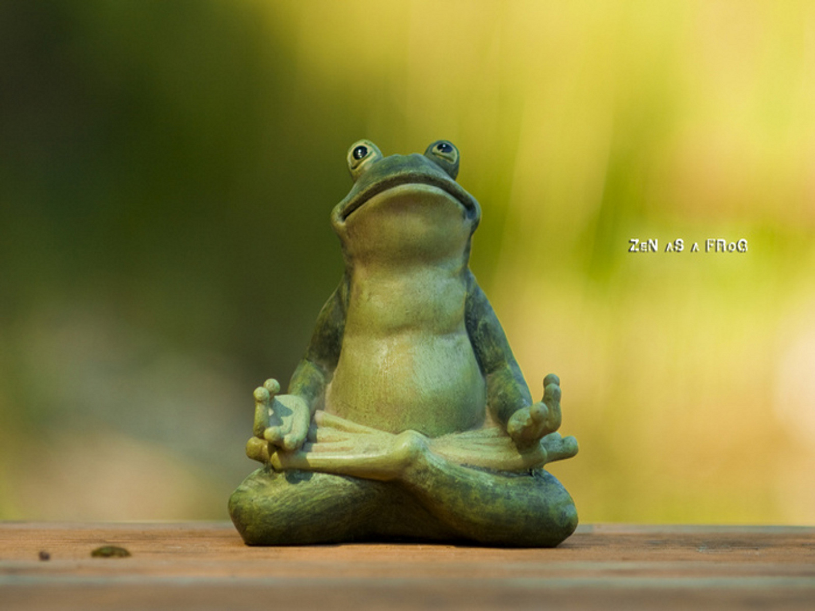 Zen Frog Photo