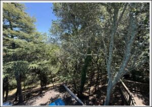 Sunlit forest view from an elevated deck