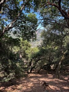 Wooded hillside trail with distant mountain view