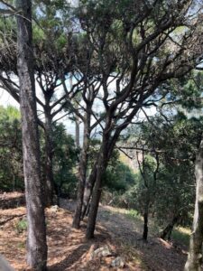 Coastal pine trees on sunlit hillside