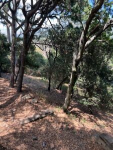 Wooded hillside with trees and leaf litter