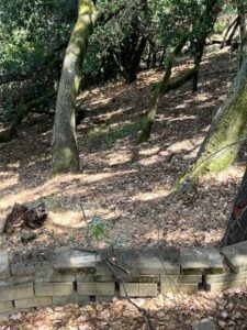 Sunlit oak woodland with low stone wall